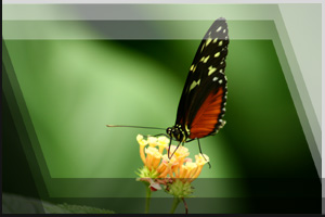 Tierfoto 04 - Schmetterling auf Blte